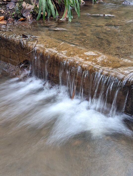 Stream in Illogan Woods