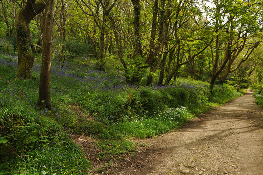 Bluebells in Illogan Wood