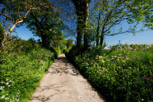 Spring flowers along a lane in the Inny Valley