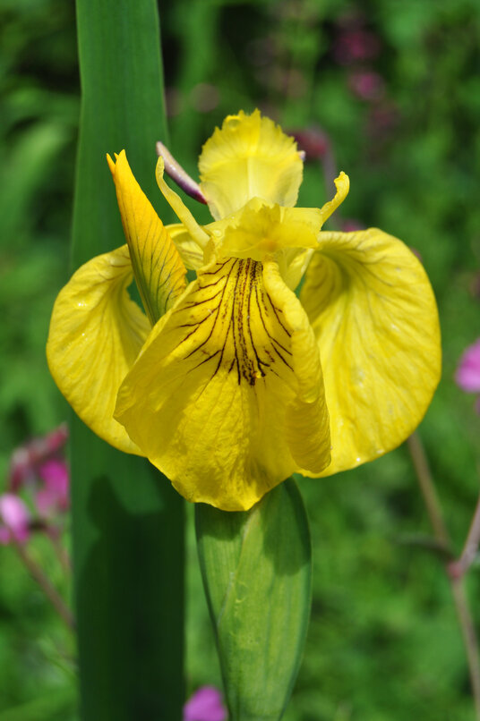 Iris flower by the lane