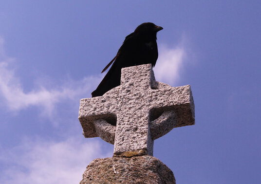 Jackdaw on St Nicolas' Chapel