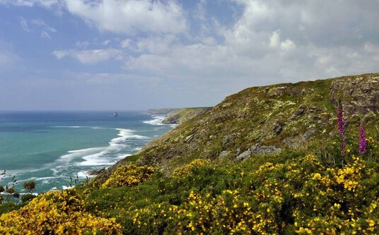 Spring flowers at Jacket's Point