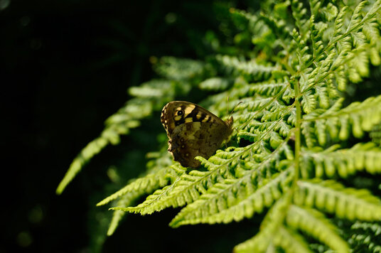 Butterfly on the track to Poulza