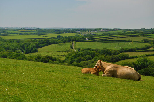 Cows near Jacobstow