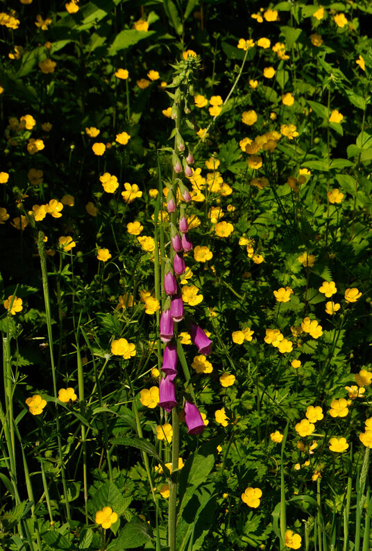Wildflowers beside the ford on the way to Poulza