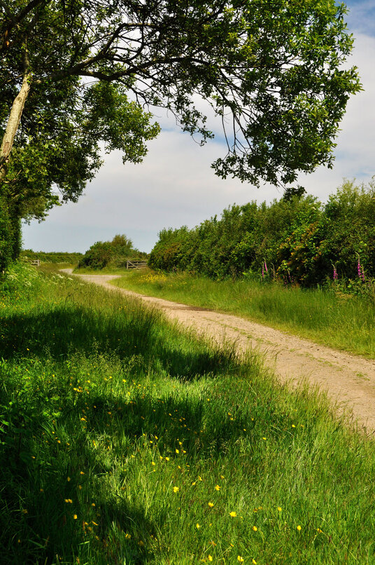 Track towards Dinnicombe