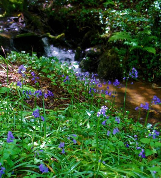 Bluebells in woodland at Jeffrey's Pit
