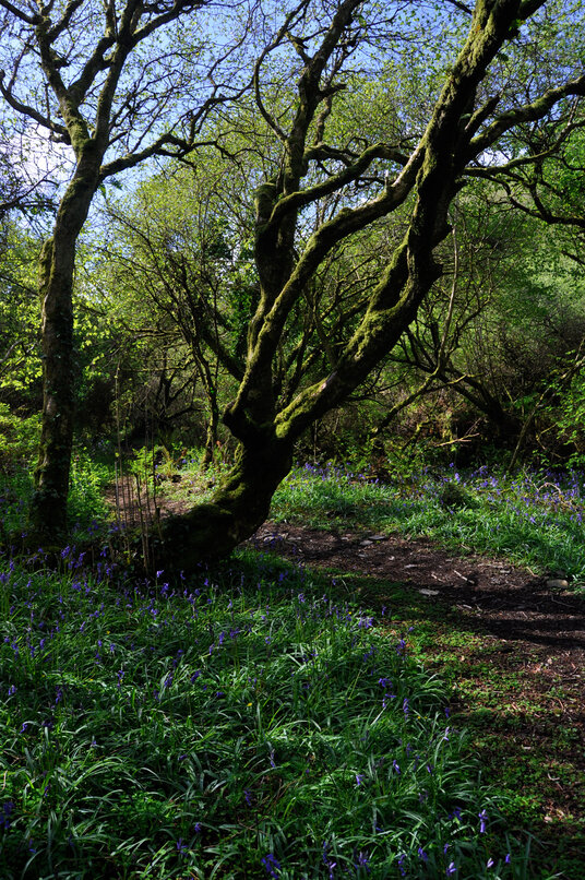 Bluebells in the woodland at Jeffrey's Pit