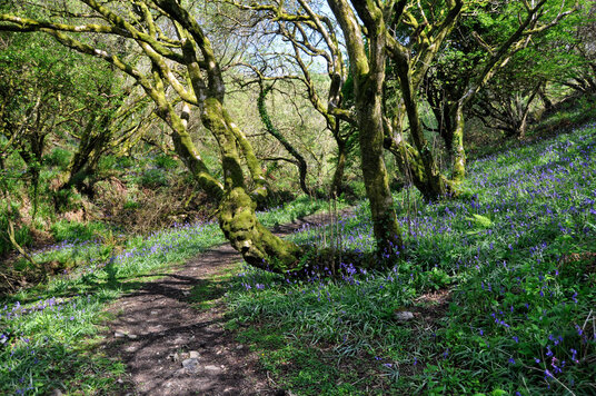 Bluebells in the woodland at Jeffrey's Pit