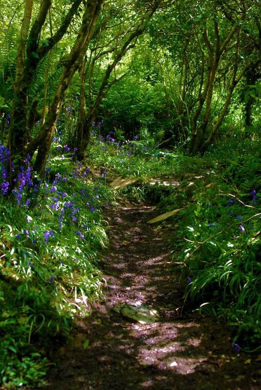 Bluebells in the woodland at Jeffrey's Pit
