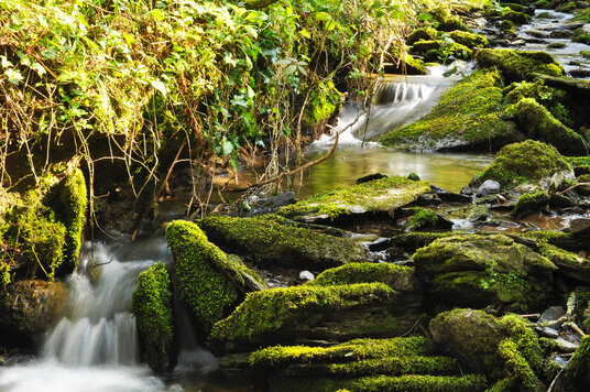 Stream at Jeffrey's Pit