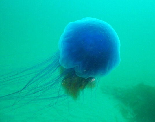 Jellyfish at Tintagel Haven
