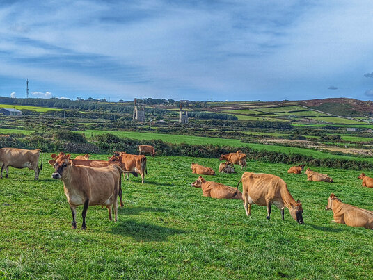 Jersey cows
