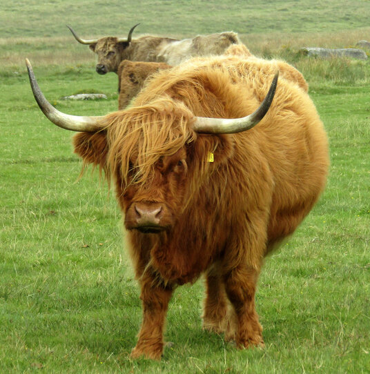 Cattle on the moor