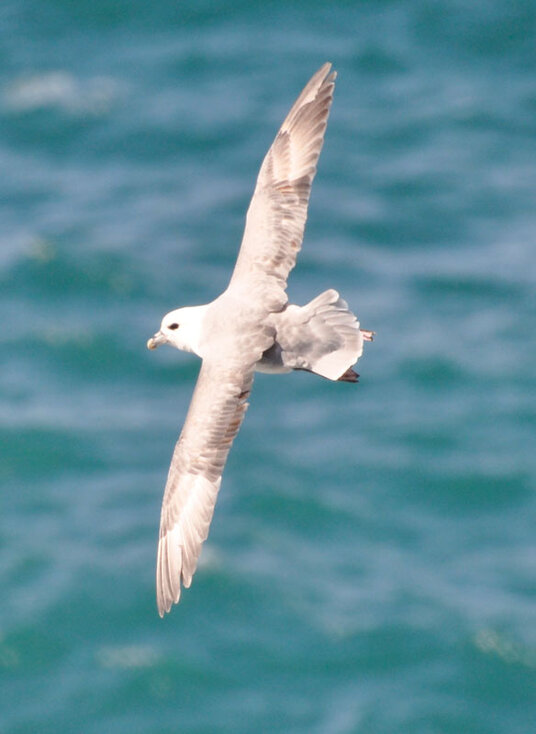 Fulmar off Kelsey Head