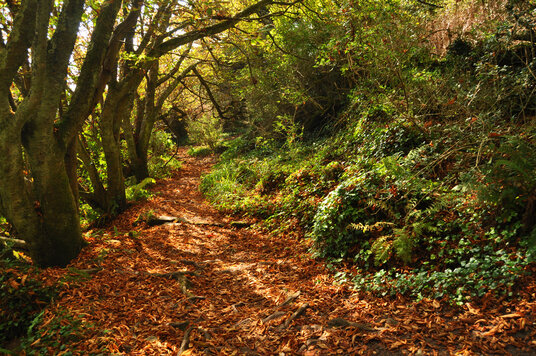 Kemyel Crease nature reserve
