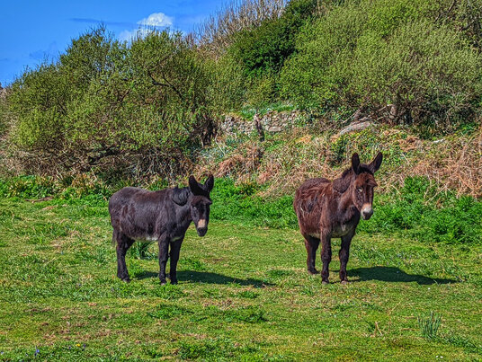 Donkeys in the Kenidjack Valley