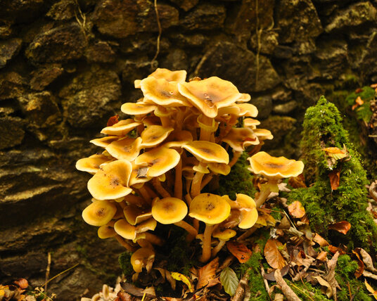 Fungus at Kennall Vale