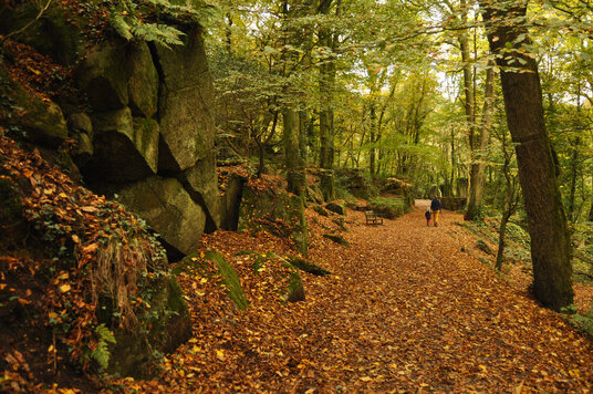 Woodland path at Kennall Vale