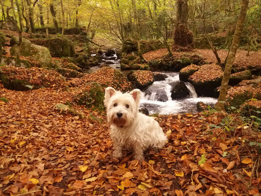 Autumn colours at Kennall Vale