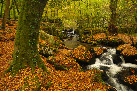 River at Kennall Vale