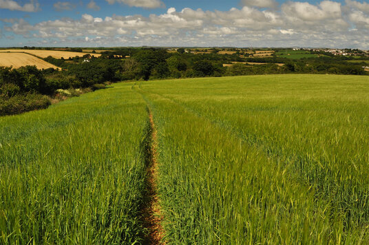 Barley fields in the Kenwyn valley