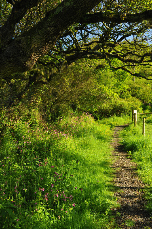 Path through the Common