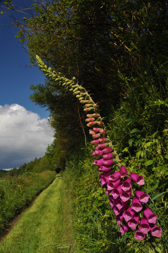 Path into Stowe Woods