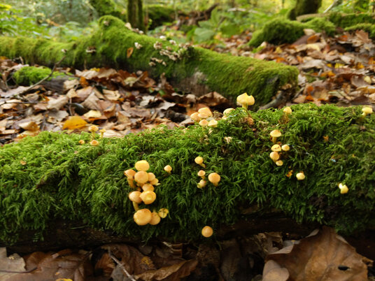 Fungi in Kilminorth Woods