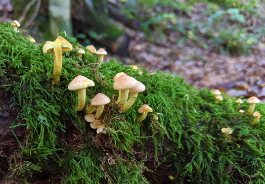 Fungi in Kilminorth Woods
