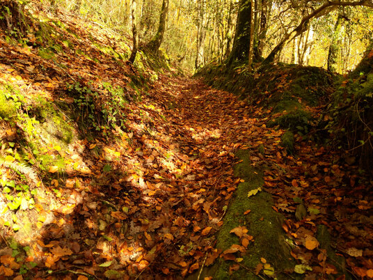 Path through Kilminorth Woods