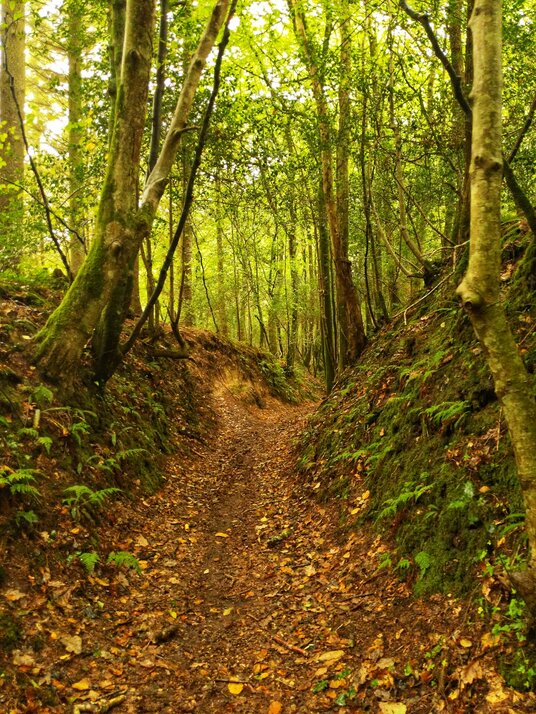 Path through Kiln Wood