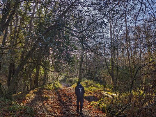 Path through King's Wood