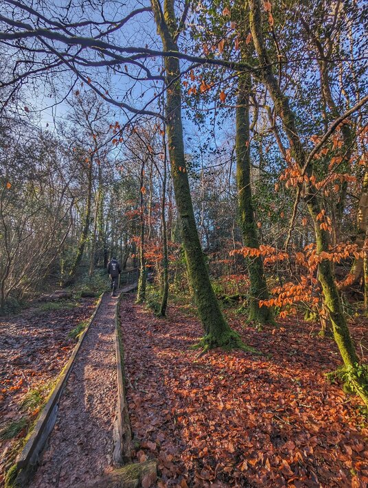 Walker in King's Wood