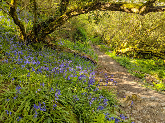 Bluebells in King's Wood