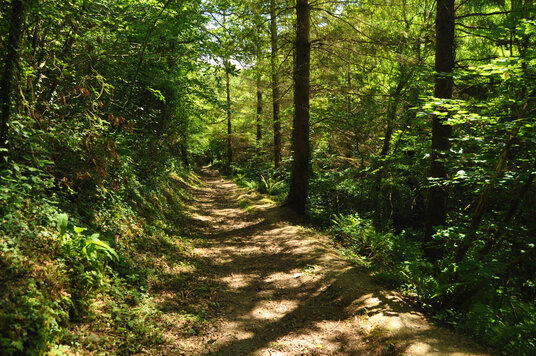 Path through King's Wood