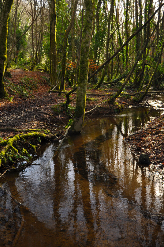 Meandering stream through the woods