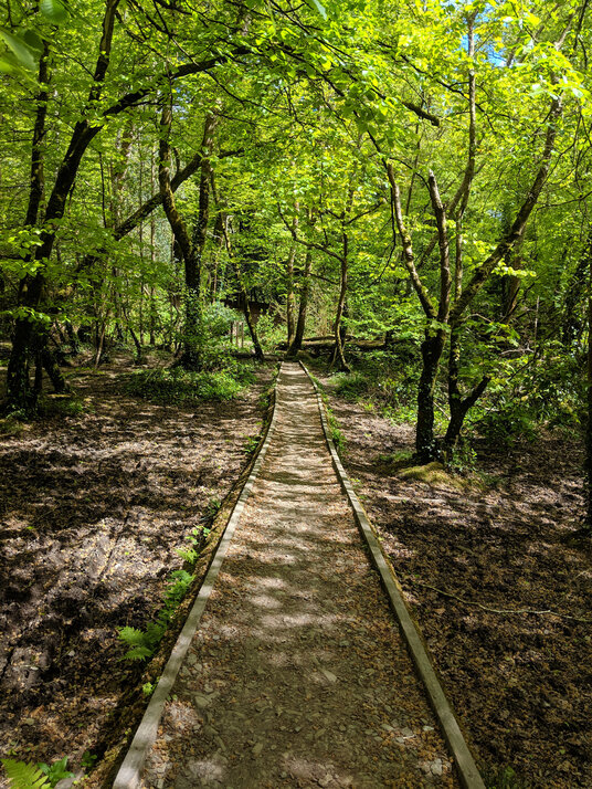 Walkway through King's Wood