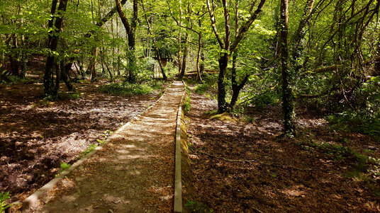 Walkway through King's Wood