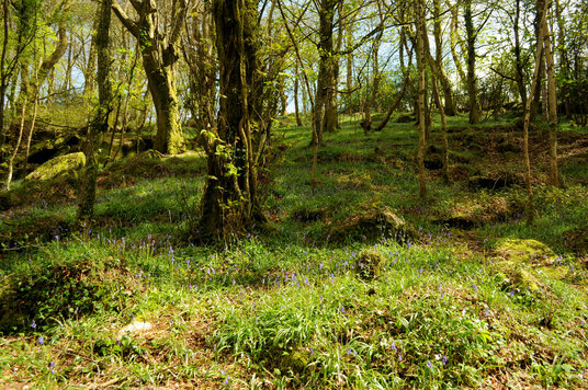 Bluebells in Kennall Vale