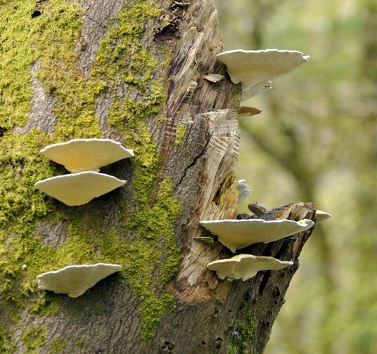 Bracket Fungus