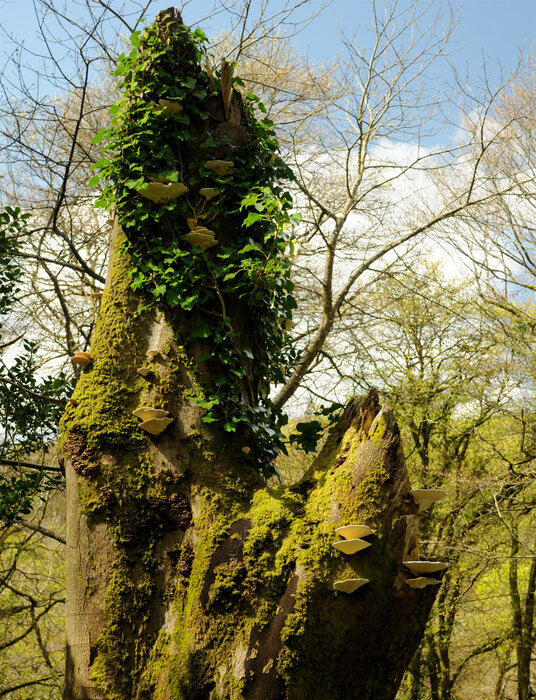 Bracket Fungus