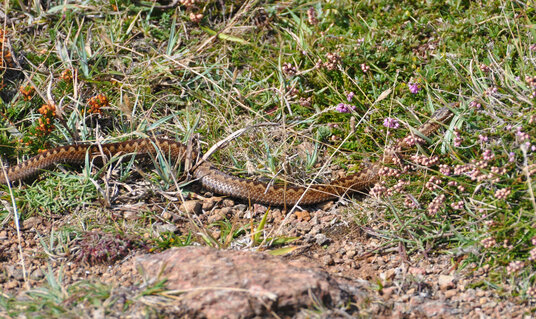 Adder near Kynance Cove