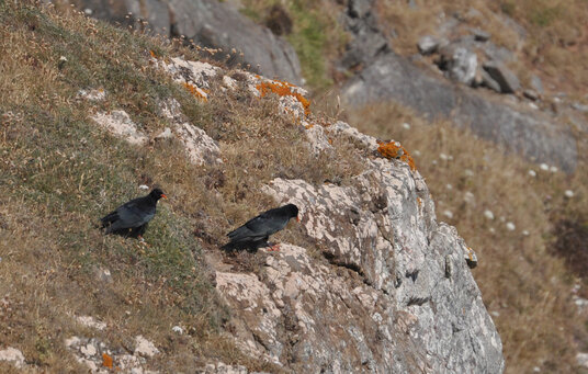 Choughs near Kynance Cove