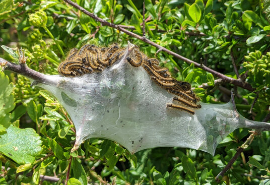 Lackey moth caterpillars