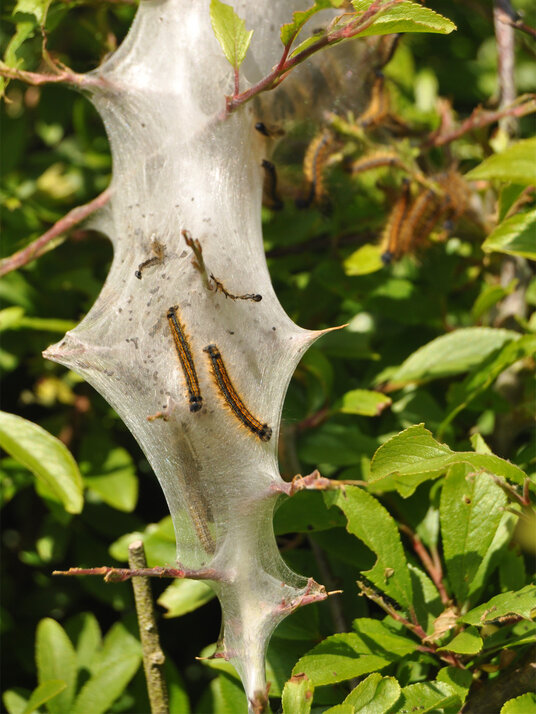 Lackey Moth Caterpillars