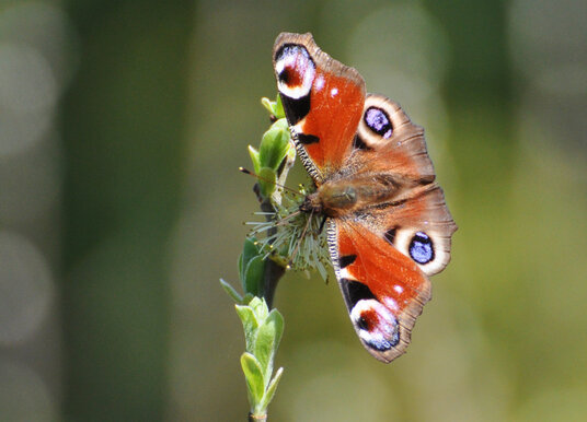 Peacock butterfly in Ladock Woods