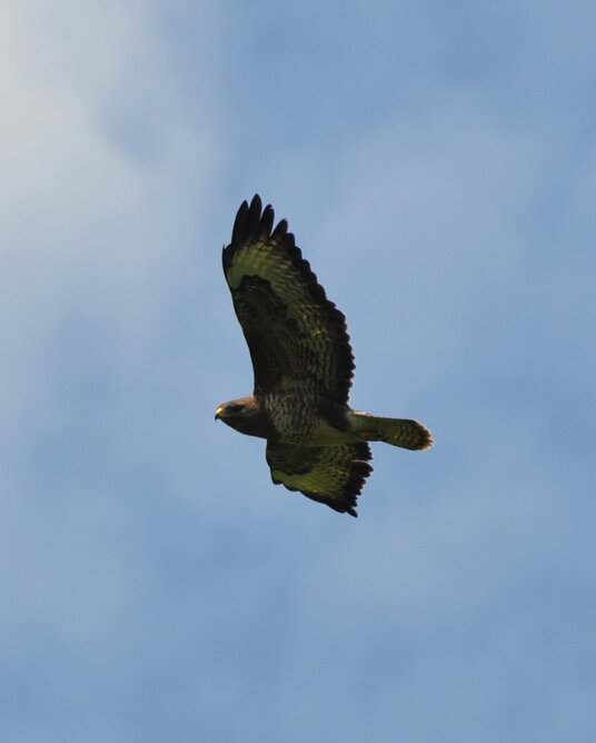 Buzzard over the fields near Trendeal