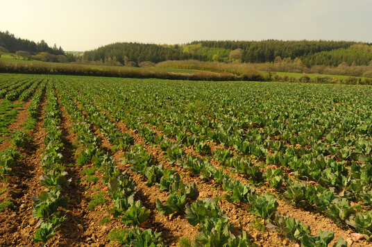 Fields near Ladock