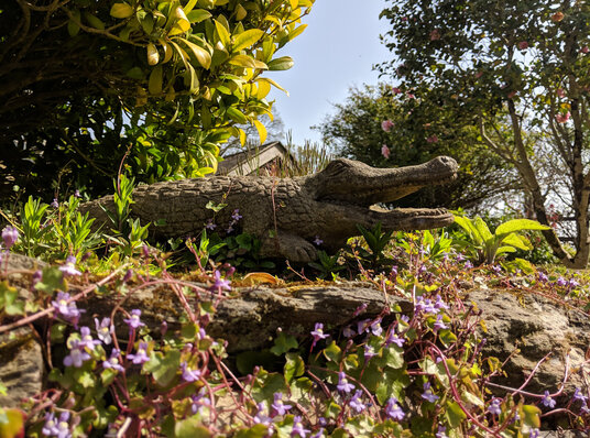 Crocodile near Ladock